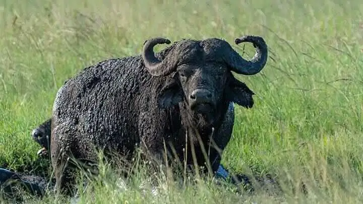 African Buffalo in Lengwe Np